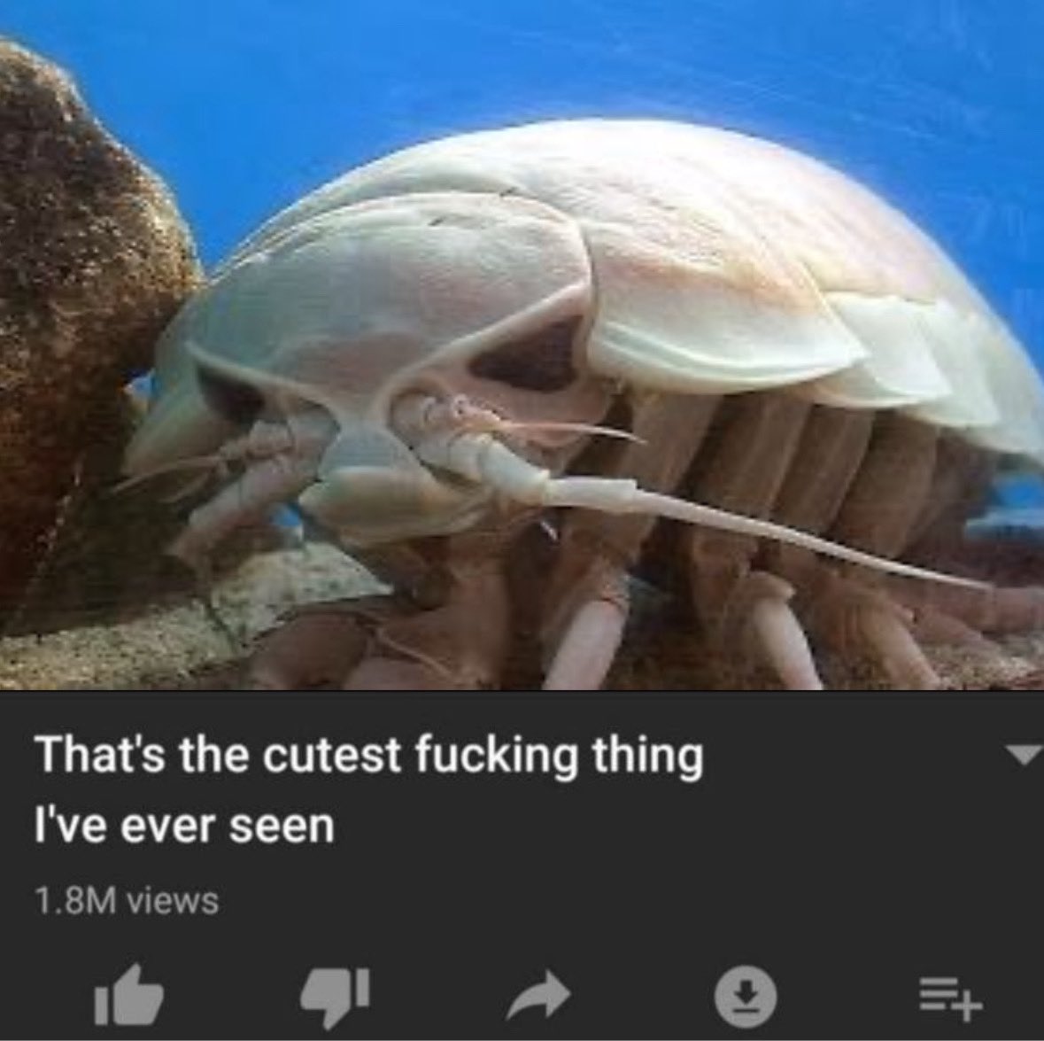 angelviperfish's tweet image. #deepseatwt #bathynomustwt