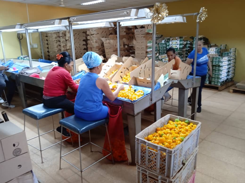 Especialistas e integrantes del consejo de dirección de la UEB Agrícola, apoyan la cosecha de Ají Picante Chile Habanero en el #mediosiglodcballos