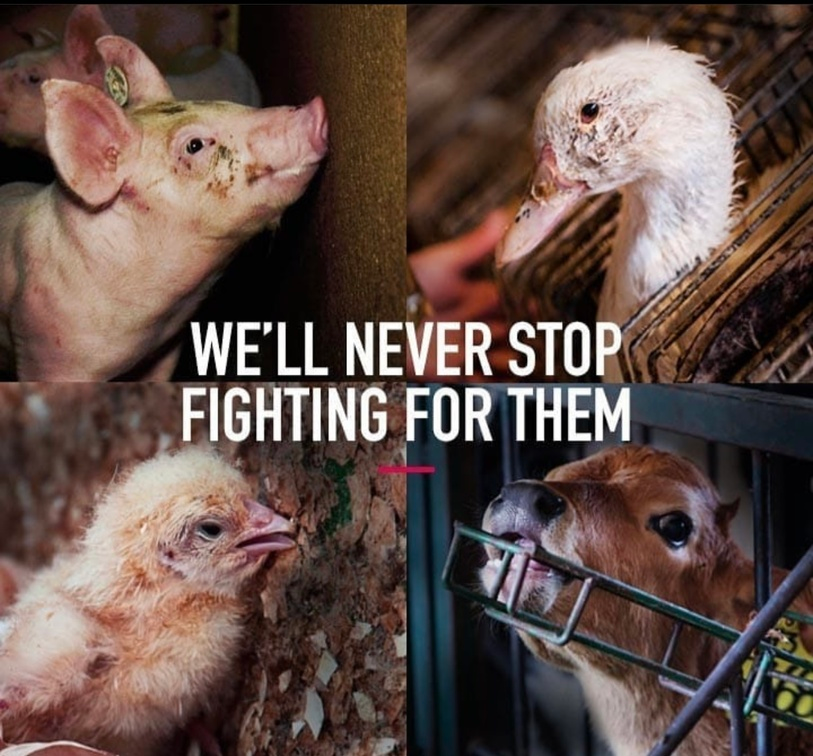 veganfuture's tweet photo. https://t.co/8kAXJxZt7m