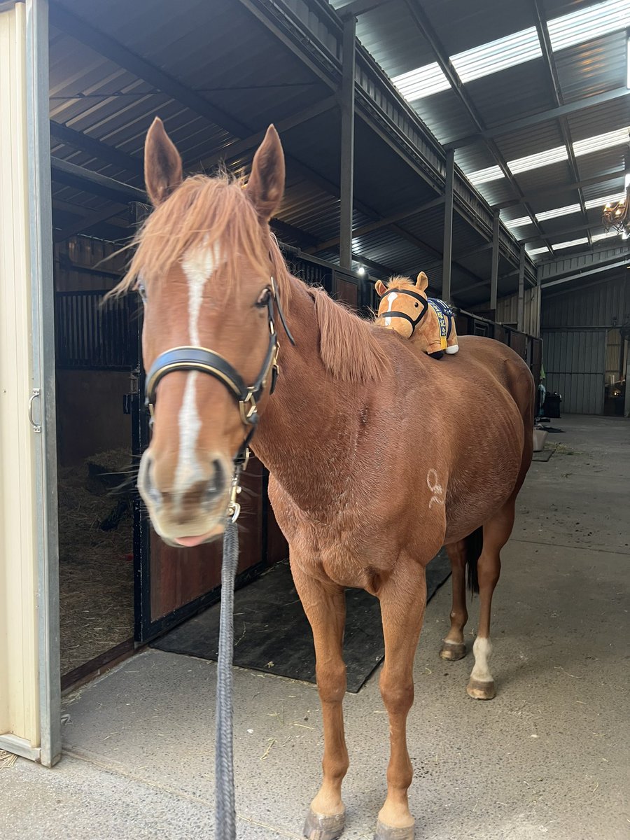 Lunar & Sunny 🐴 tweet media