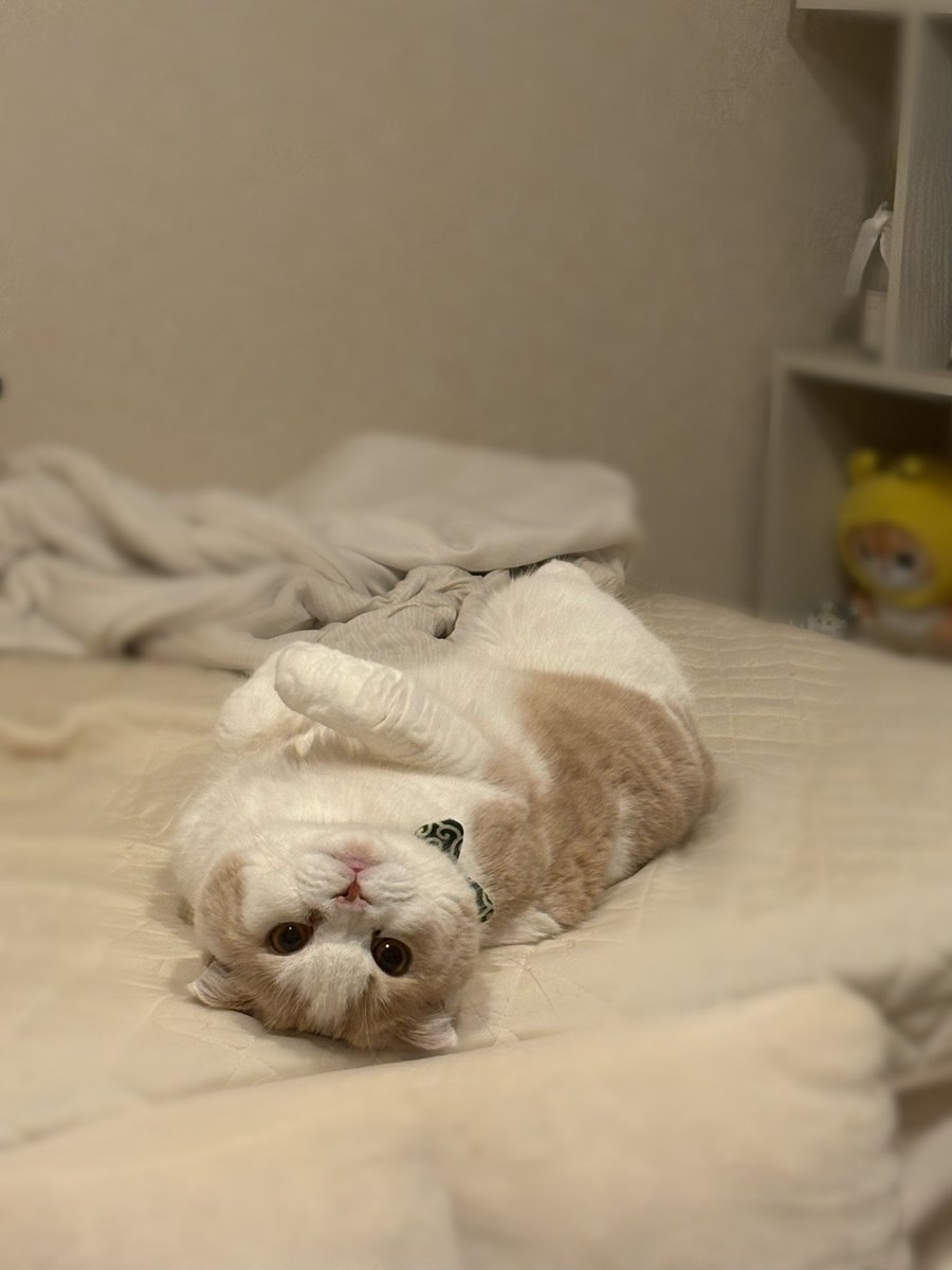 𝕡𝕠𝕞𝕦🐈ᶻ𝗓 tweet media