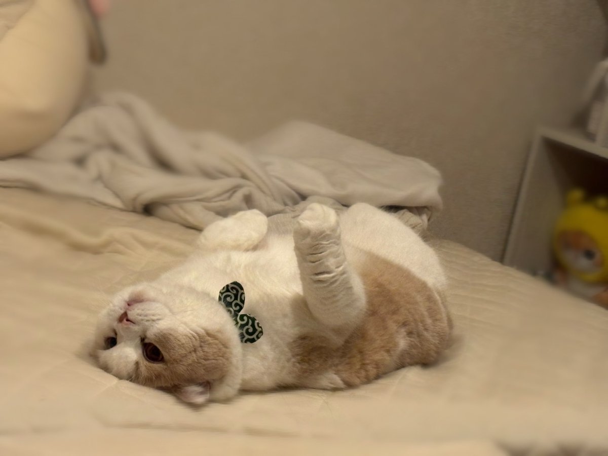 𝕡𝕠𝕞𝕦🐈ᶻ𝗓 tweet media