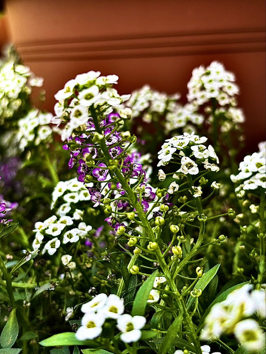 VijayEllaurie's tweet photo. Good Afternoon 🕊️ #tinyflowertuesday #flowers #nature https://t.co/JPRjYJOMHD