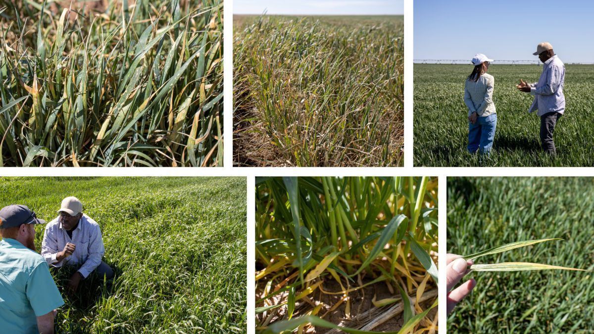 Samples from 11 counties submitted to the Texas High Plains Plant Disease Diagnostic Laboratory have shown Wheat Streak Mosaic Virus, Triticum Mosaic, High Plains Disease, Barley Yellow Dwarf and more. Submit samples: buff.ly/lhkHY4t