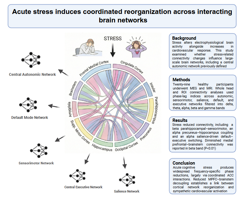 japplphysiol's tweet image. An absolute bonzer team from School of Health Sciences, Swinburne University of Technology brings you today's #ArticleinPress: Acute #stress induces coordinated reorganization across interacting brain networks (Joe Braun et al.):

ow.ly/njss50YJ1pf