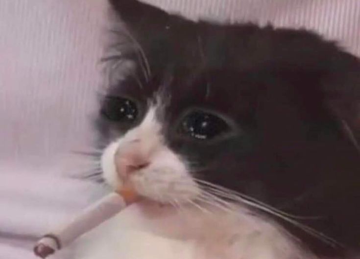 Jorge Arenas ๐ฆฆ๐โ๏ธ๐ต๐ท๐บ๐ฒ tweet media