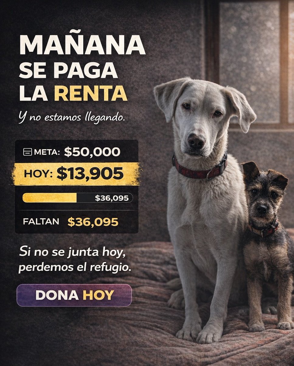 Fundación Toby tweet media