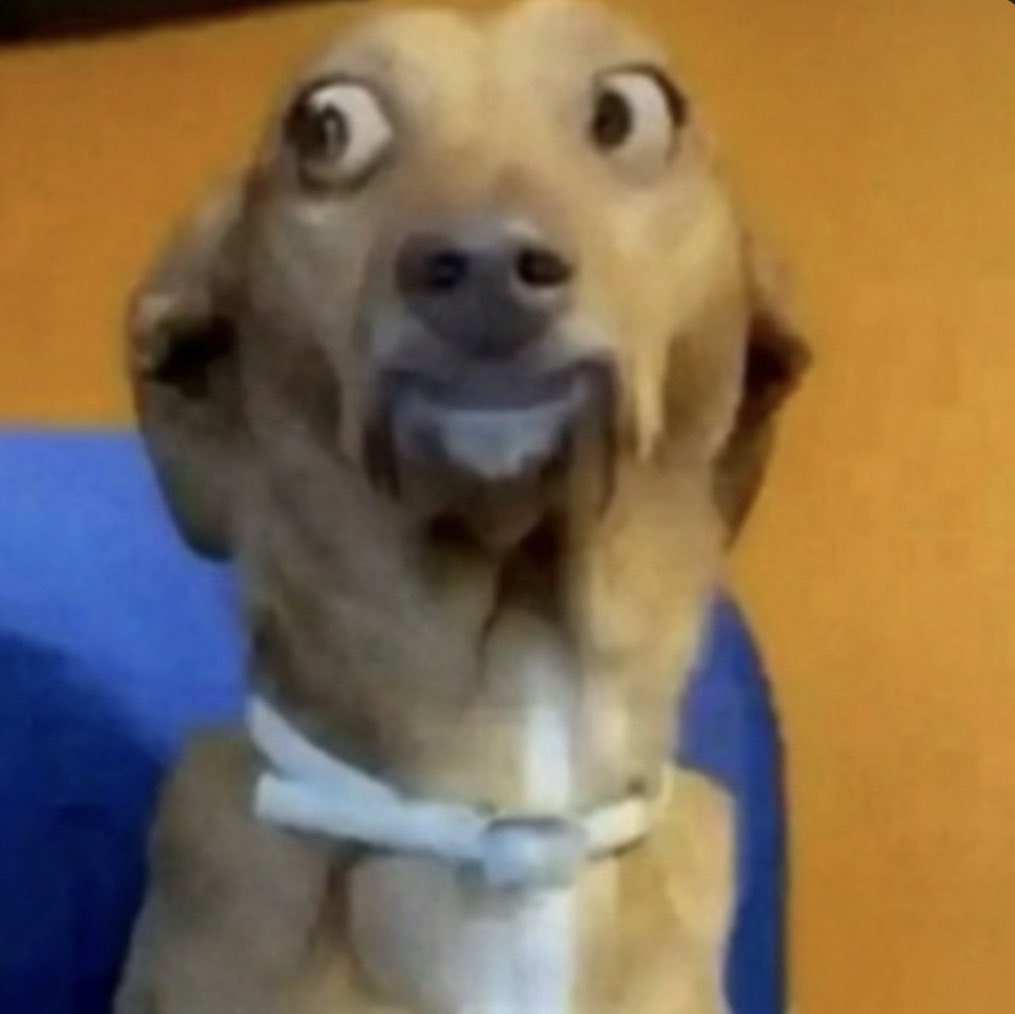 lil 𑣲 tweet media