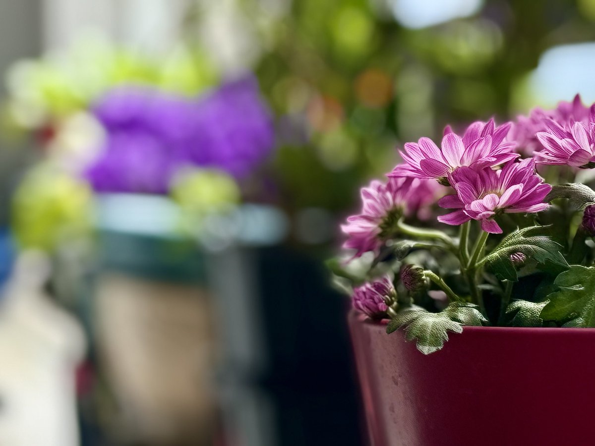 anu2000m's tweet photo. Spring 🍀🌸💙🍀🌸

#Spring #Spring2026 #Blooms #Tuesday #Mums #BlueSky 💙 https://t.co/aHgOXyLRgx