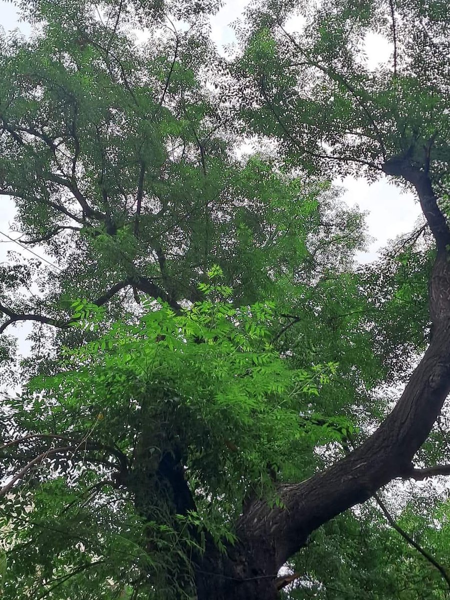 Usha Wildflower 🌱📚 🍀 tweet media