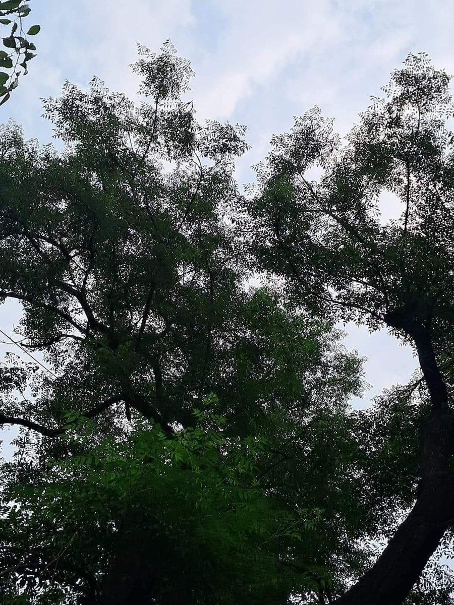 Usha Wildflower 🌱📚 🍀 tweet media