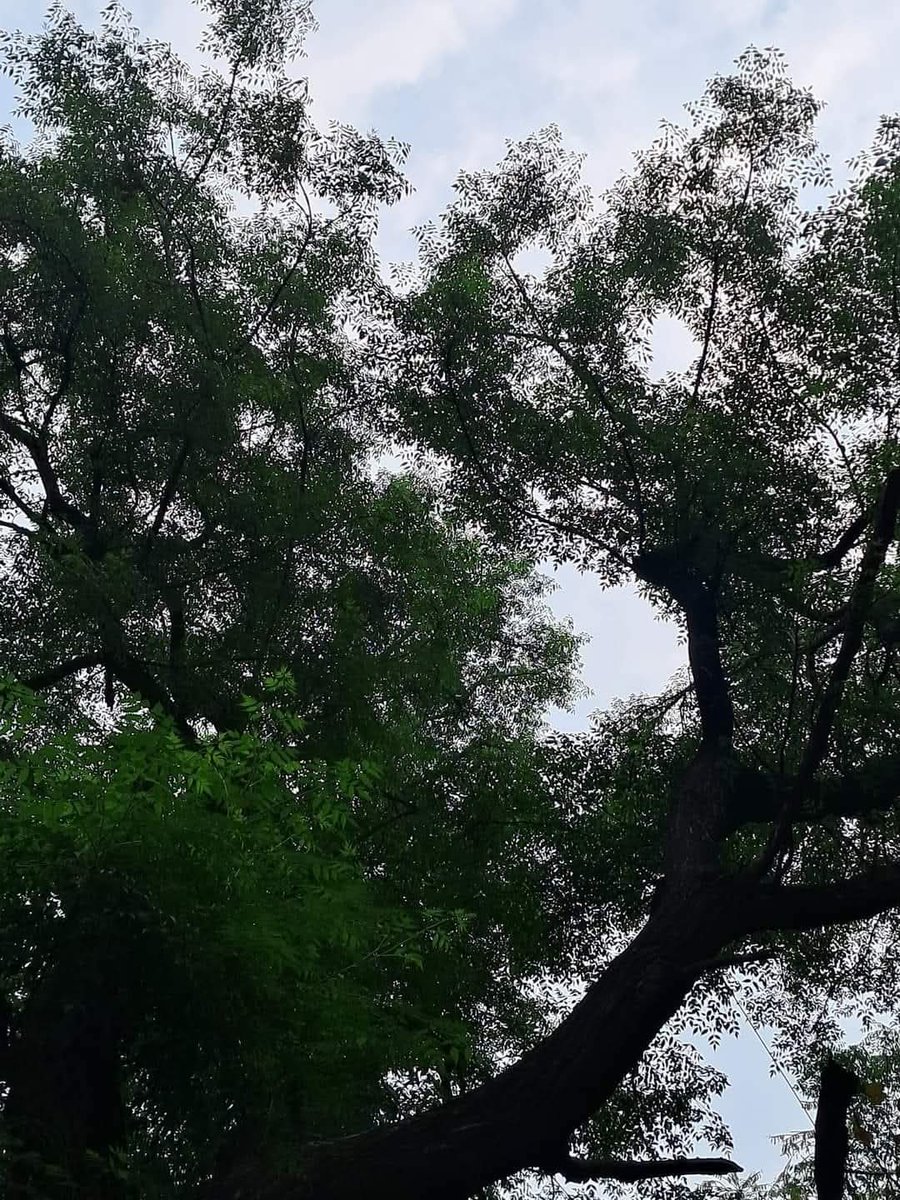 Usha Wildflower 🌱📚 🍀 tweet media