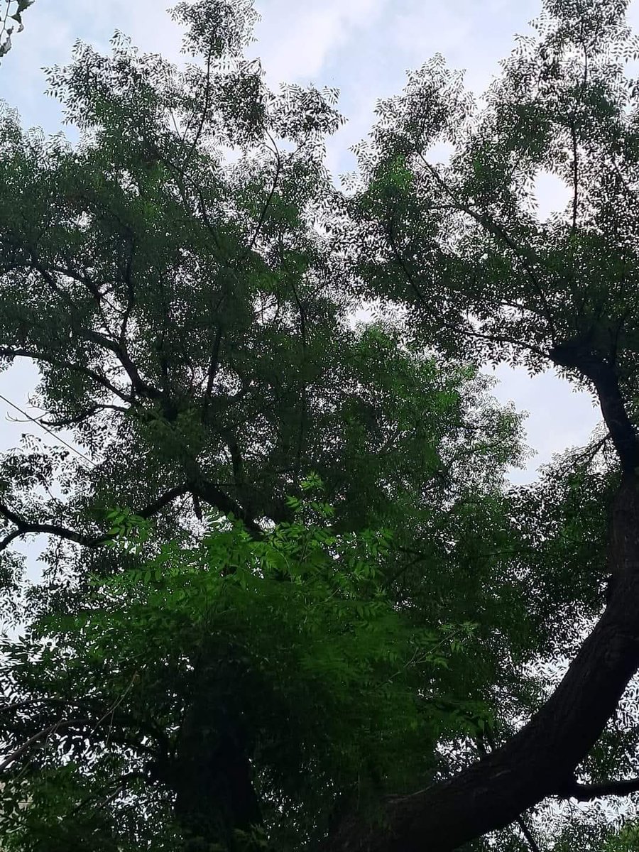 Usha Wildflower 🌱📚 🍀 tweet media