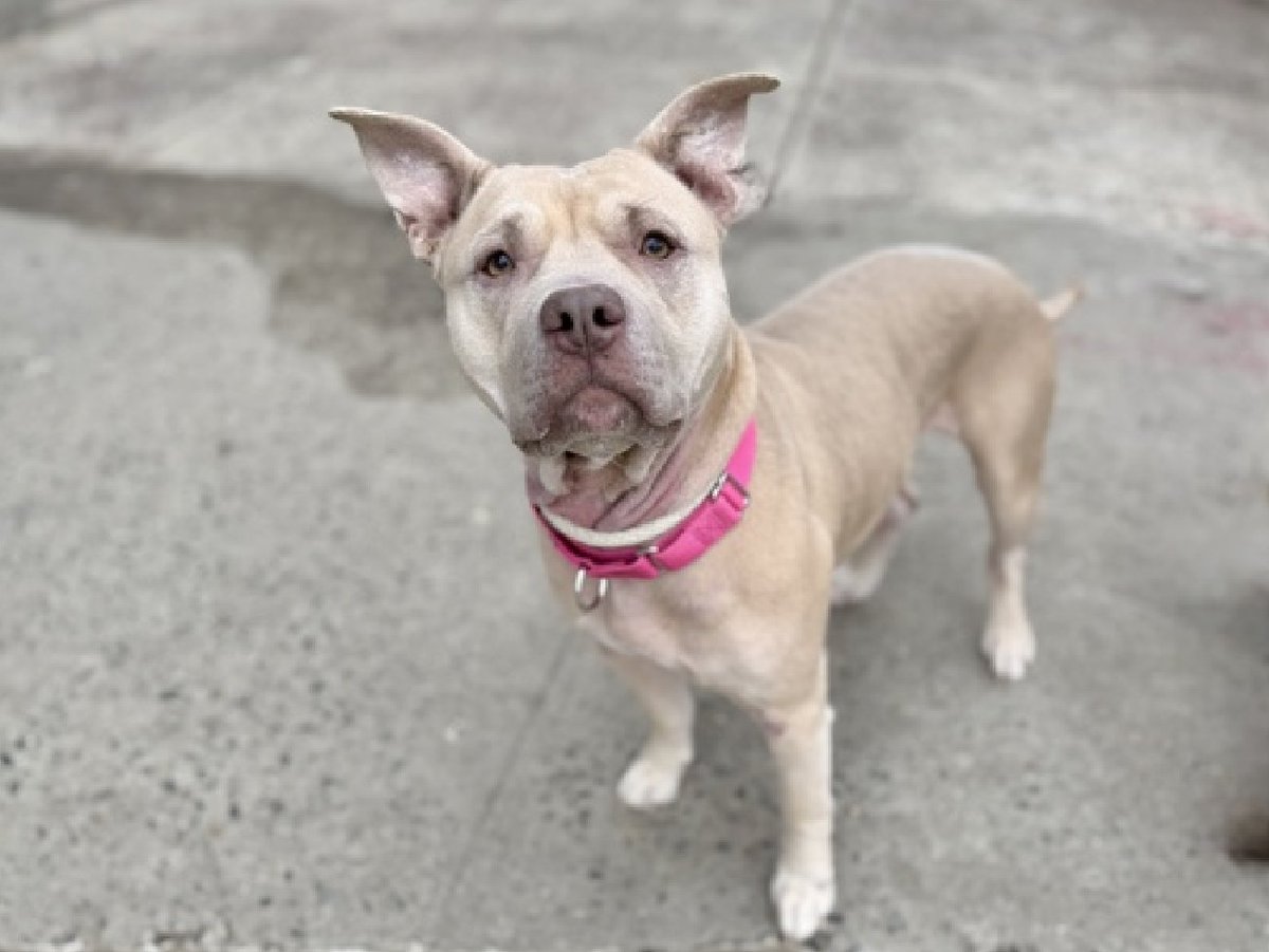 Not the Same tweet media