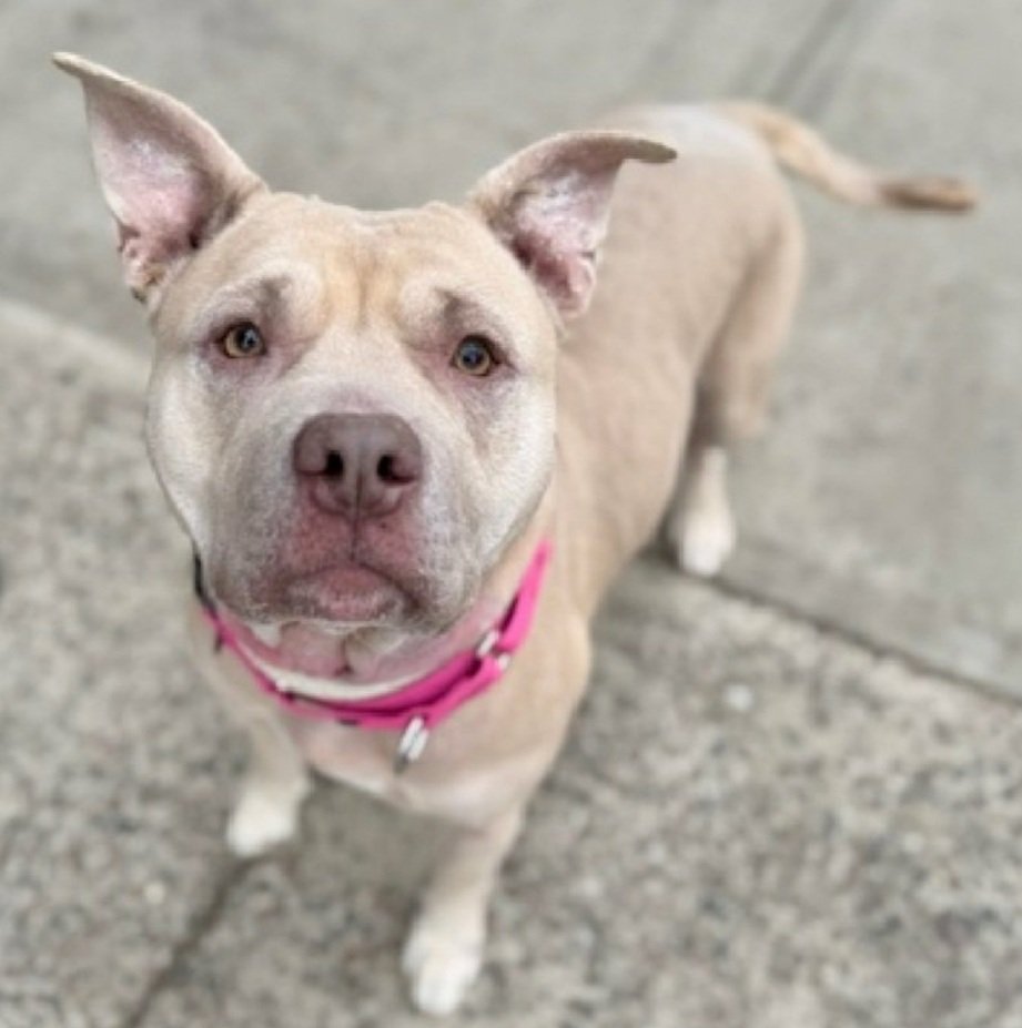 MorgFairsdogs's tweet image. Hazel 248559
Kill Command 
#NYCACC #RescueOnly 
She is a pretty 3 yr old
Friendly &amp;amp; outgoing in prev home 
Social with staff
Knows basic commands
Has allergies, pyoderma, alopecia &amp;amp; otitis chronic 🚑
Help save Hazel!
#Pledge4Rescue #foster #adopt
