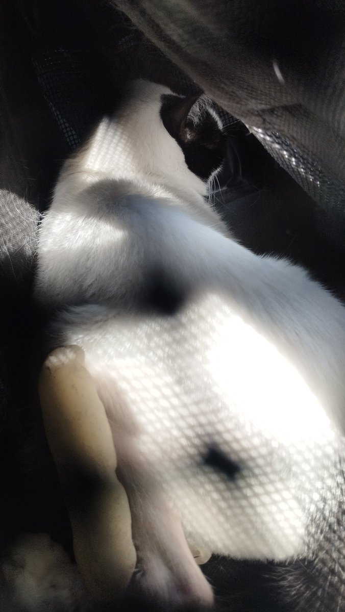 Fla 🍍 (FLAUDIA) tweet media