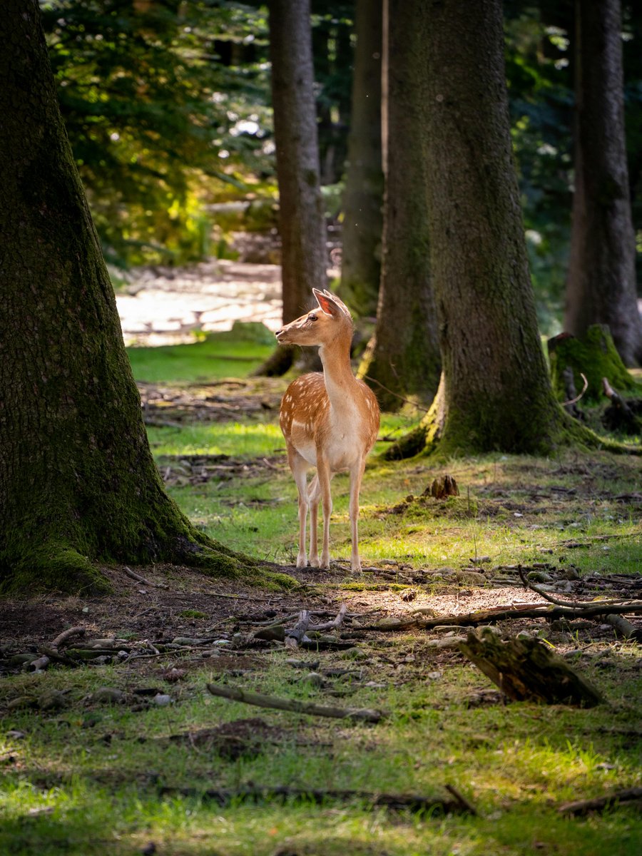 Sommixay tweet media