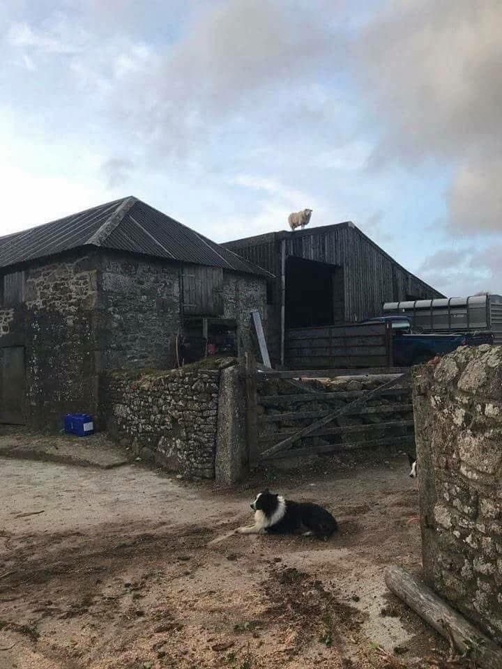 FarmingUK tweet media