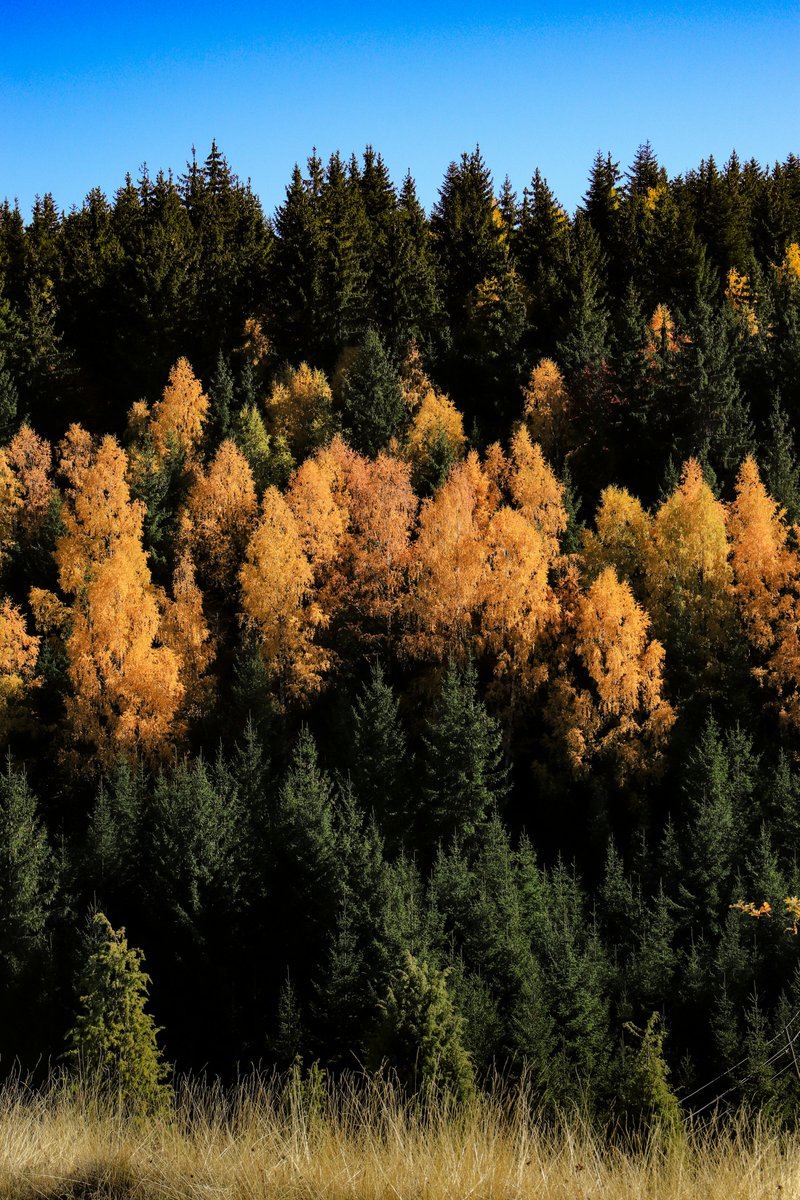 antonio vita tweet media