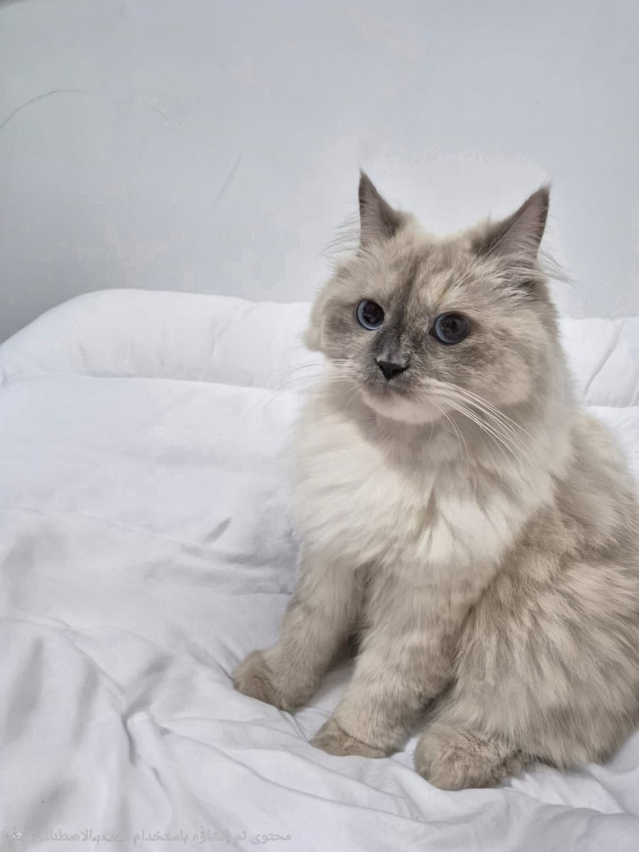 🌺 Ahlam AL Refae tweet media