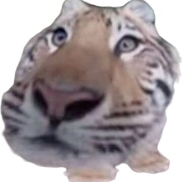 olho de peixe tweet media