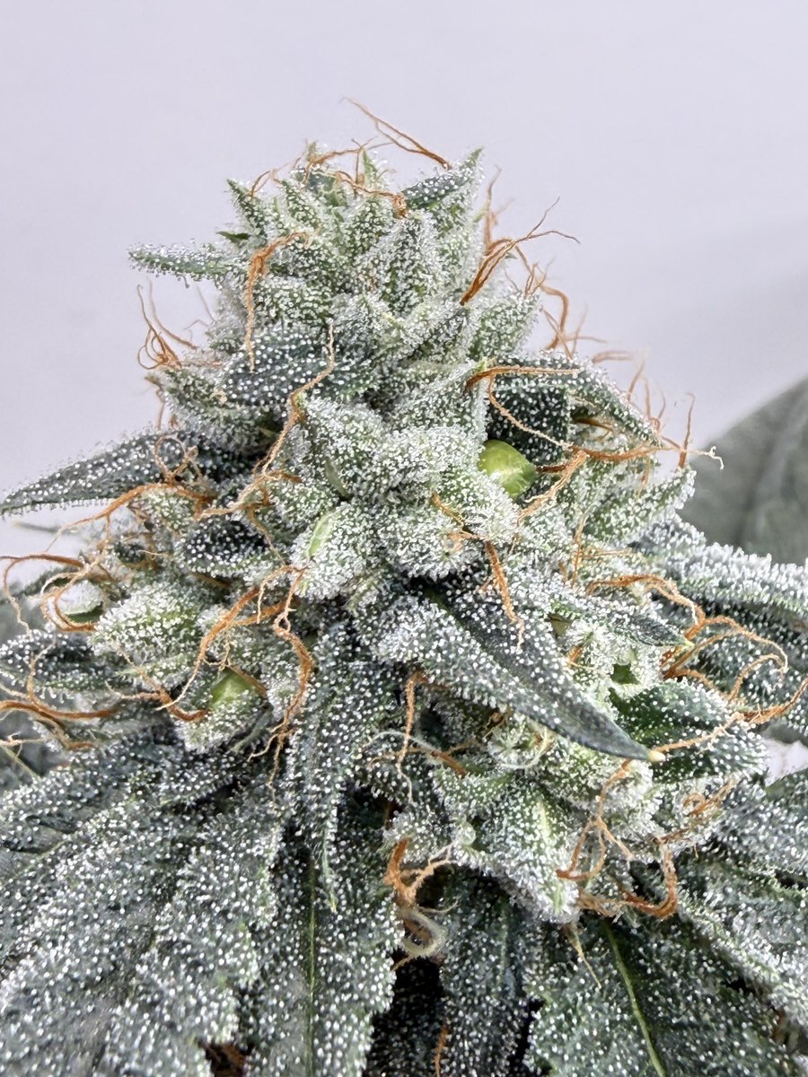 ThePlantStable's tweet image. TK loaded up with Tri-Me OG (TK x OGers F4) pollen. #seeds