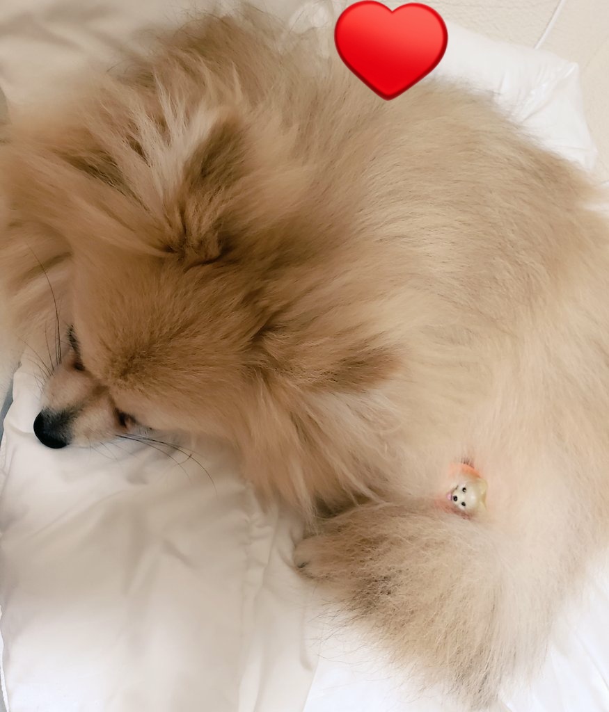 kinaco_moci's tweet photo. ガチャガチャの光るポメラニアン🐶✨
可愛ええ❣️
きなこに似てる🎶 https://t.co/tutxlsQeRc