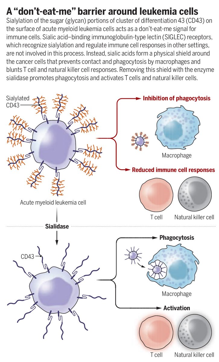 ScienceMagazine's tweet image. A coat of sialylated protein protects human leukemia cells from destruction.

Learn more in a new #SciencePerspective: scim.ag/3On7QpI