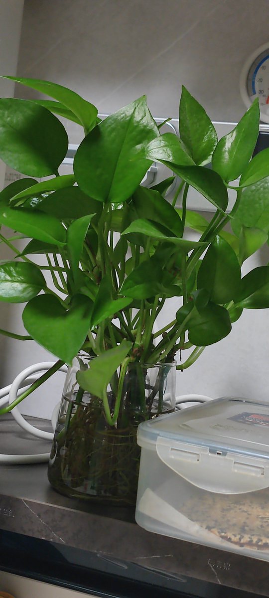 KouameNda8's tweet photo. "Neighborly win!  Our block’s first community plant swap wrapped—met new faces, shared pothos clippings, and left with a sun-loving succulent. Small acts, big smiles. Who’s joining next month’s seed exchange  #NeighborLove #CommunityGreen" https://t.co/MkZSs9qJYc