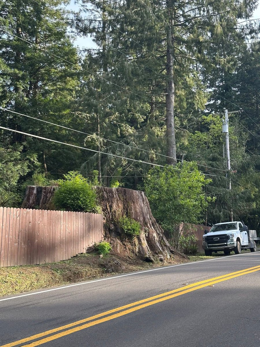 Michael Fiore - Garden Center tweet media