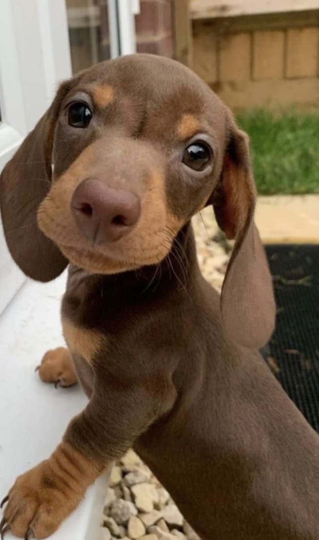 The Four Hearts tweet media