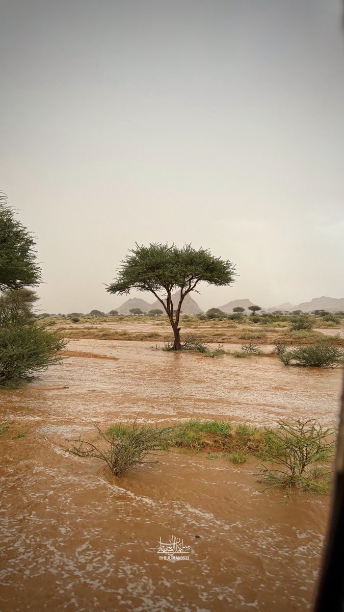 Suliman9533's tweet photo. من خيرات اللتي هطلت ولله الحمد 
على #سواج جنوب غرب #الرس ☔️🏔️ 
مساء اليوم - 26 شوال 1447هـ https://t.co/2A07AlUF12