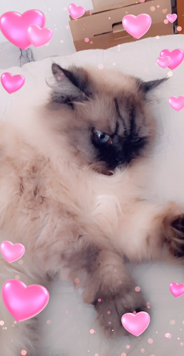 Caitlin ♡'s DPR IAN tweet media