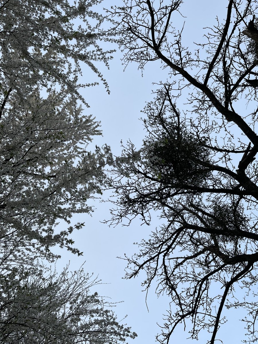 пані степова сарна (@stepova_sarna) on Twitter photo 