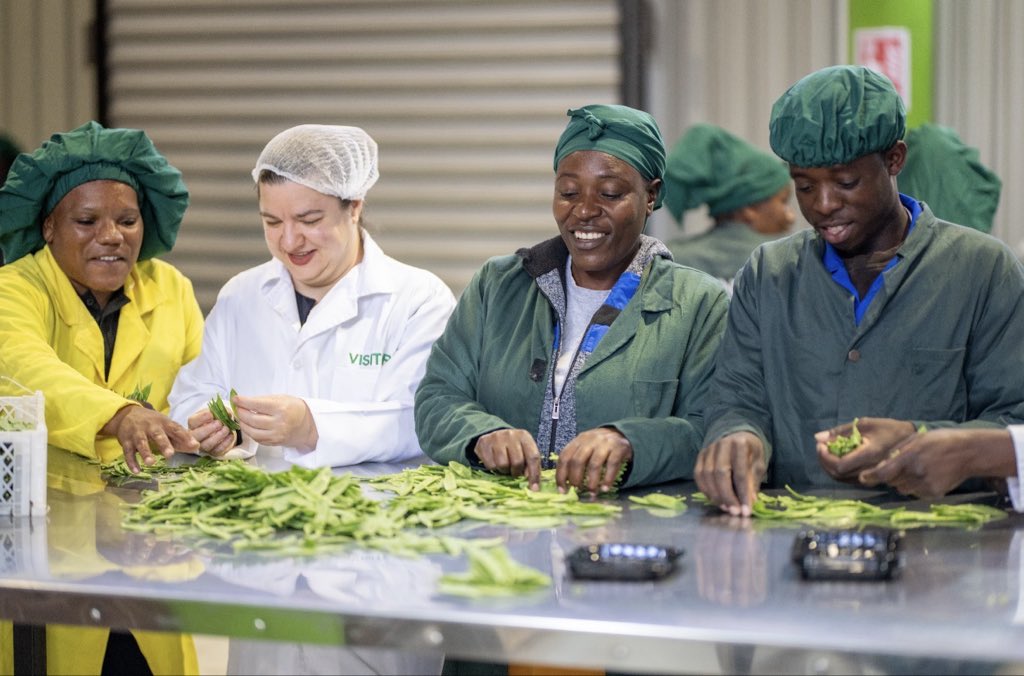 kumindafresh's tweet image. What better start to the season than grading Mange Tout and Sugar Snap Peas with the @euinzim ambassador HE @HagemannKatrin

The women in our packhouse are able to send their children to school thanks to Zimbabwe - EU Economic Partnership Agreement 

We export these smiles
