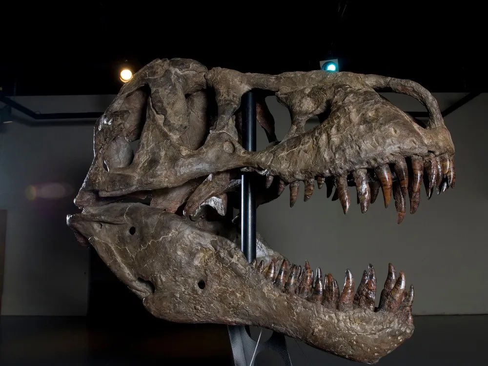 Taylor McCoy 🦖 tweet media