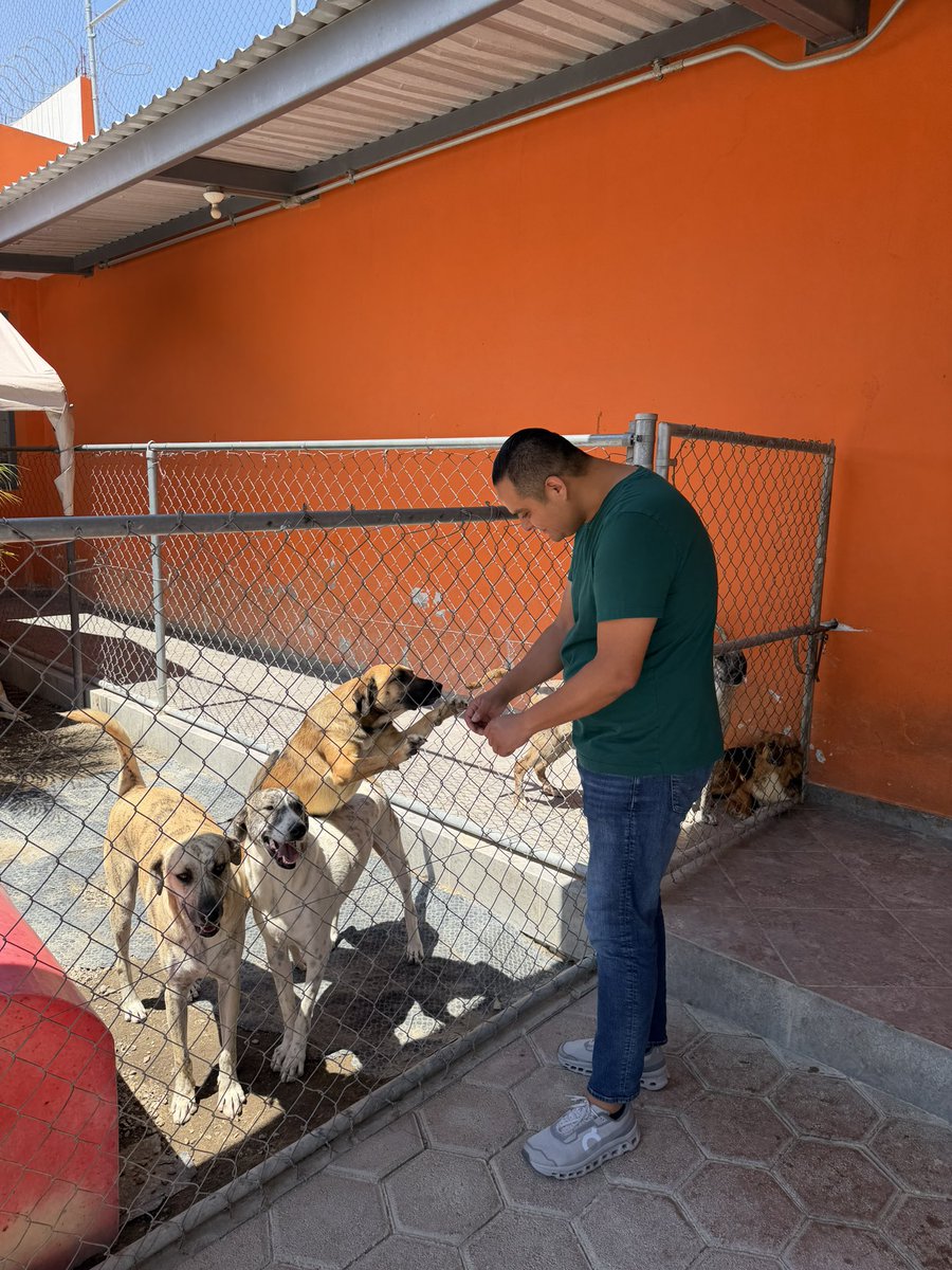 RicardoChavero's tweet photo. Hoy tocó sumar por quienes no tienen voz 🐾

Donamos alimento al refugio Mestizos Sin Fronteras, donde todos los días hacen una labor increíble dando amor y cuidado a muchos lomitos 💚.

Porque el bienestar animal también se construye con acciones 👊🏼🐶 https://t.co/cjxtmxmJwu