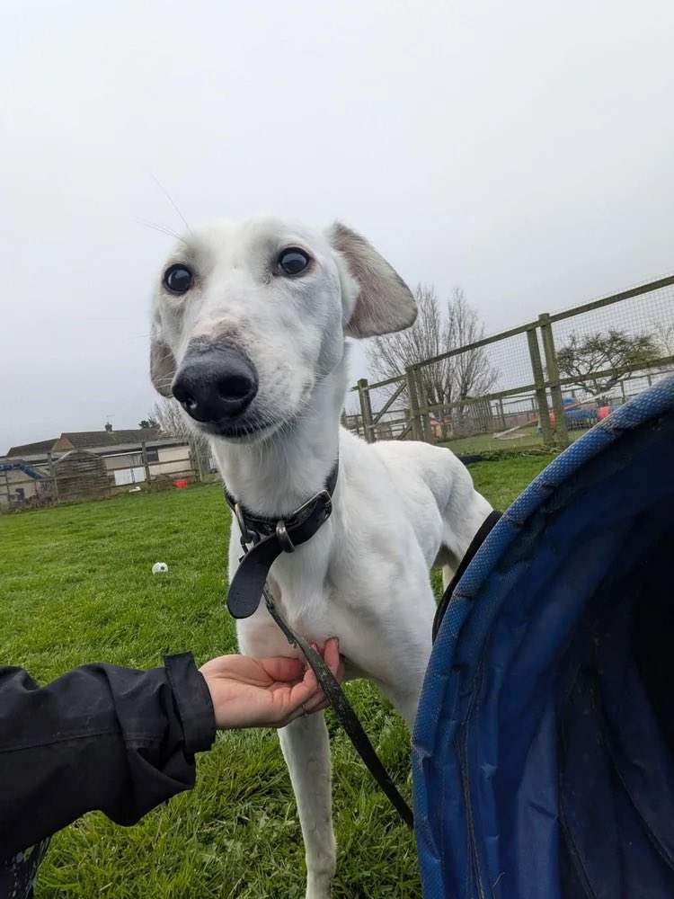 Blizzard is a lovely  boy who is around 3 years old and a nice medium size. He arrived into rescue feeling quite confident and has quickly shown himself to be a friendly, easy going dog who enjoys human company.He has a calm and gentle nature and is a lovely boy 
#rehomehour
