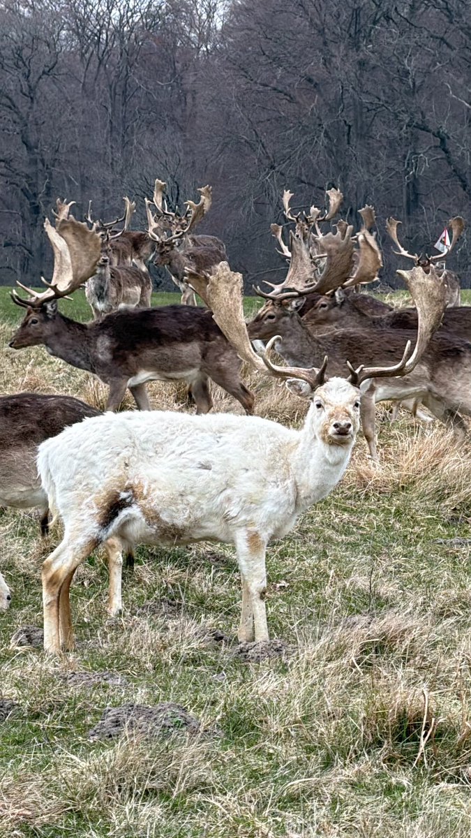 HashanNazmul's tweet photo. A striking sight in the wild: a majestic white fallow buck stands out amongst its herd, showcasing the beautiful diversity of nature. Their impressive antlers add to the grandeur of this serene moment. 🦌
#FallowBuck
#WildlifePhotography https://t.co/F7mwFF0lsu