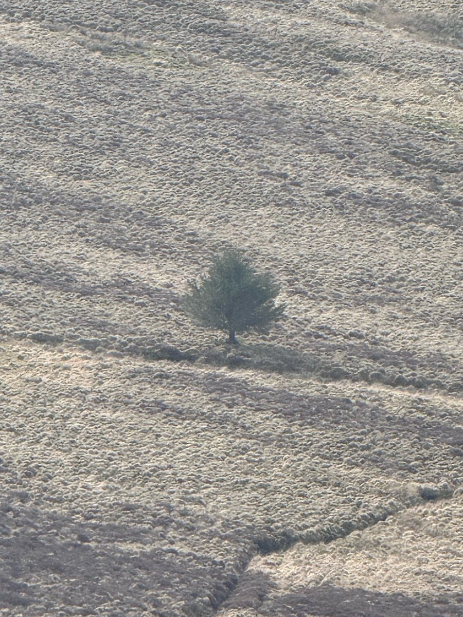 ❀ connie ❀ tweet media