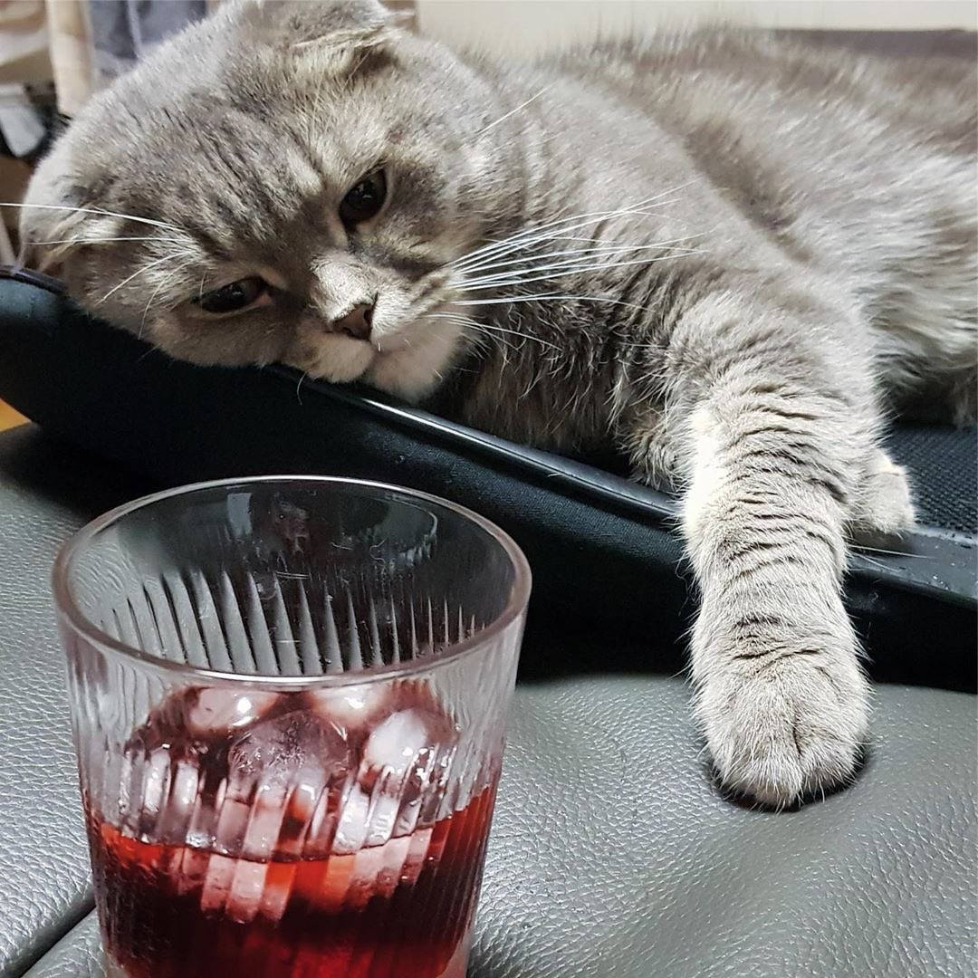 professional cat-ifyer of the HR cast tweet media