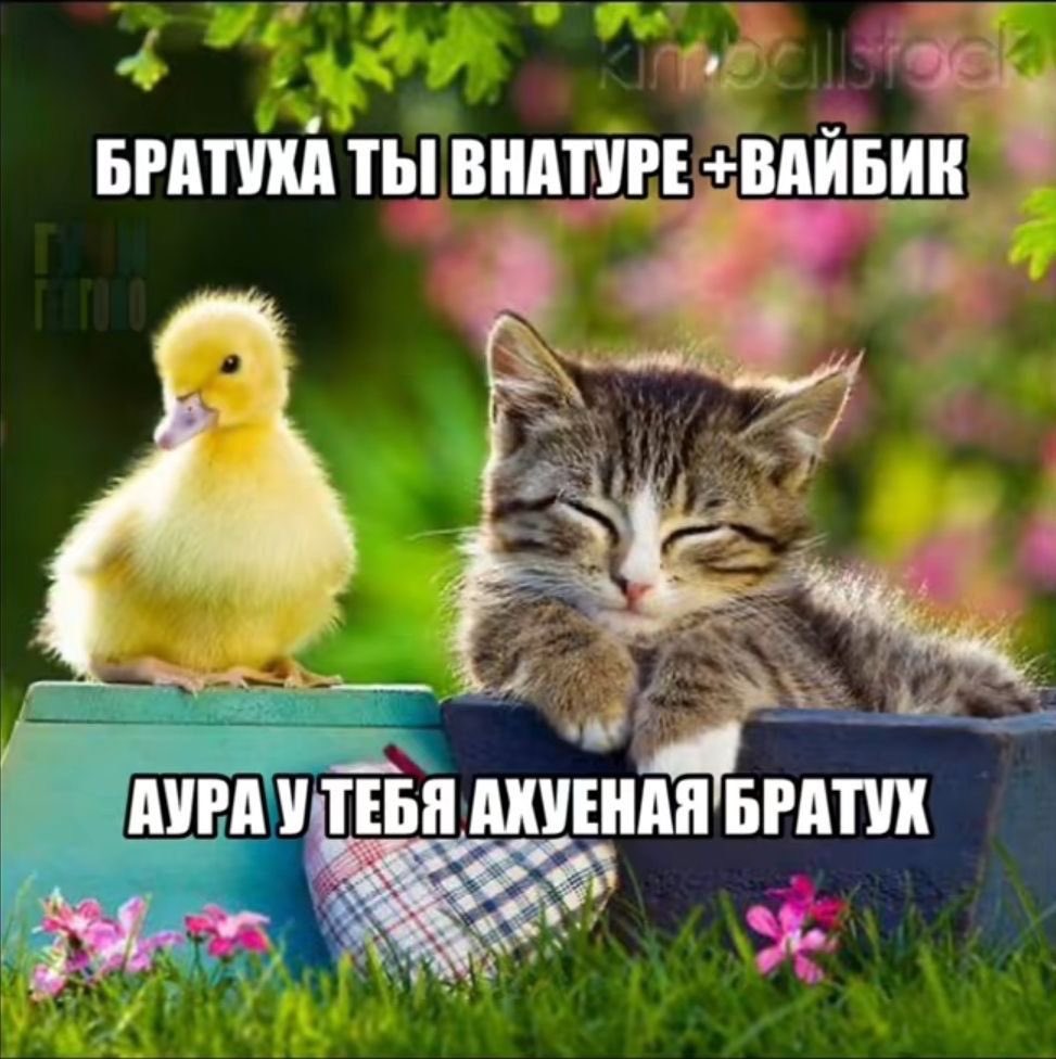 ksyu ENHYPEN IS 7 tweet media