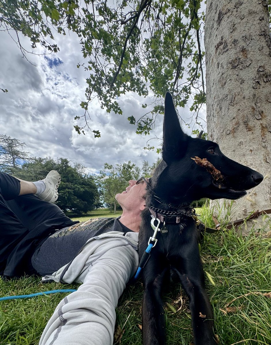 superfitzie's tweet photo. #mika #belgianmalinois https://t.co/8lvF02uF5o