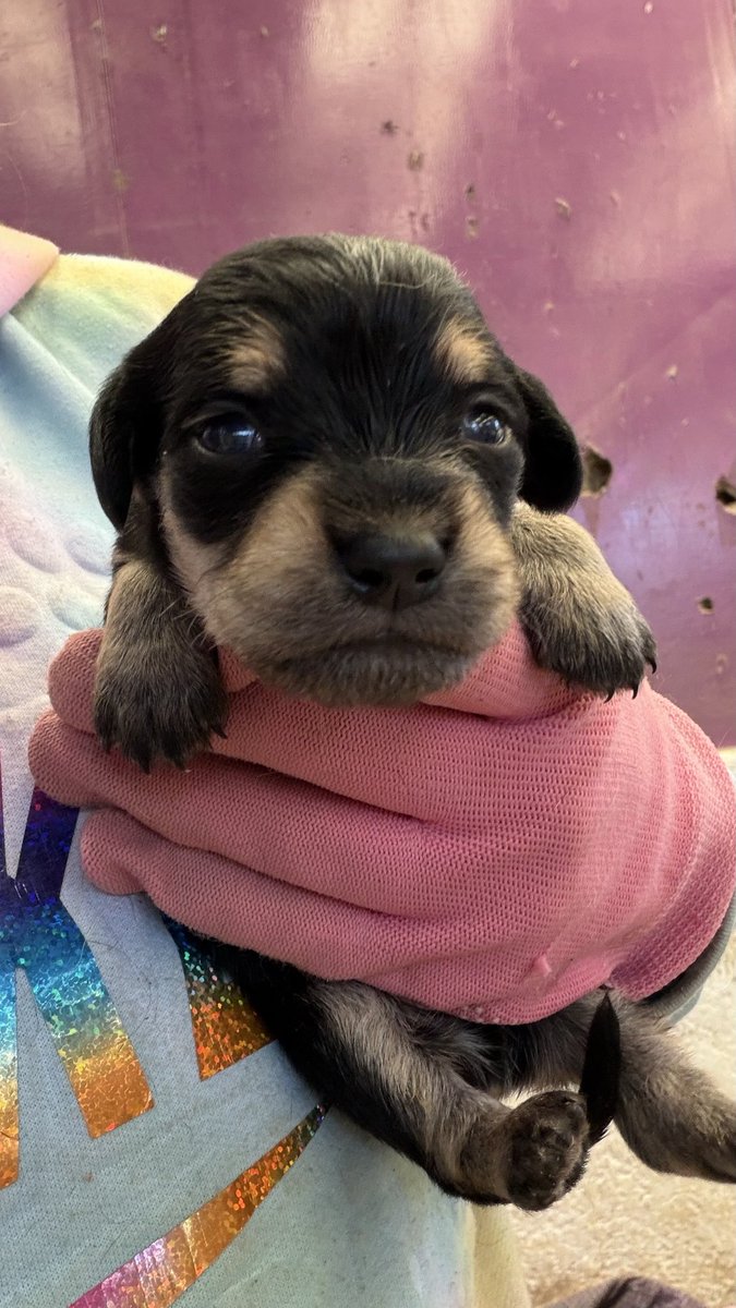 Oceanican tweet media