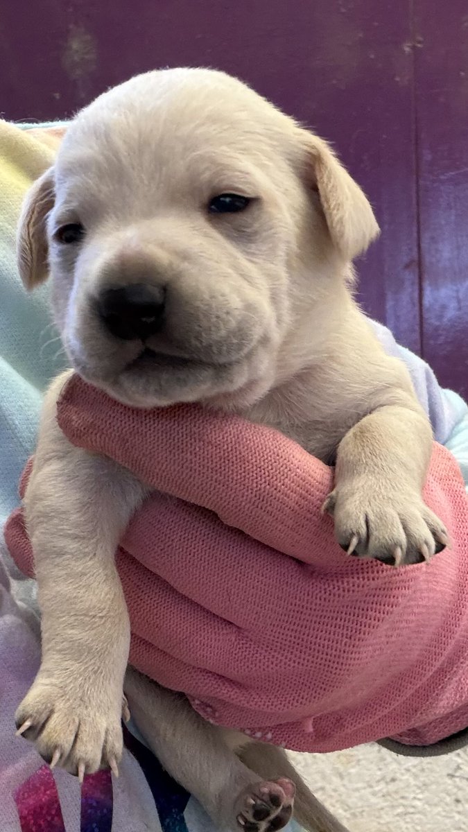 Oceanican tweet media