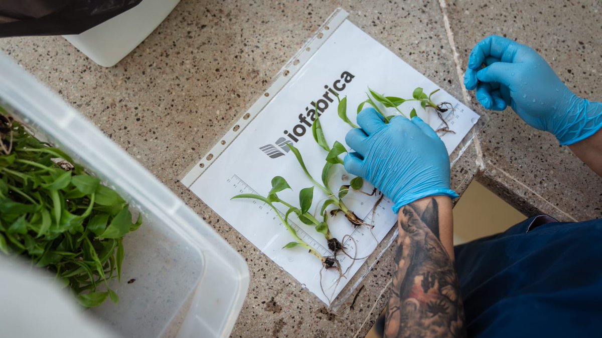 passalacquaok's tweet photo. Esta mañana recorrí la Biofábrica, un lugar que representa muy bien lo que somos capaces de hacer en Misiones cuando hay decisión, conocimiento y trabajo. 

Acá se desarrollan cultivos in vitro, bioinsumos agrícolas, fertilizantes biológicos y plantines de altísima calidad, todo con procesos de validación científica, sin químicos, que permiten llegar al consumo humano y también exportar. Eso nos da un salto de calidad y nos pone en un nivel muy alto. 🌱💯