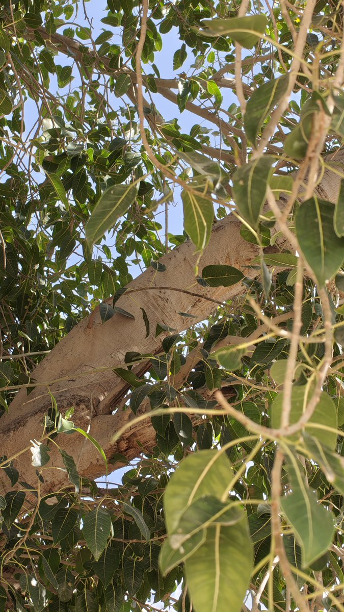 📷📱|• مُهند tweet media