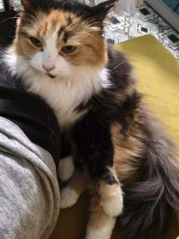 ᵍᵃʸ ivo tweet media