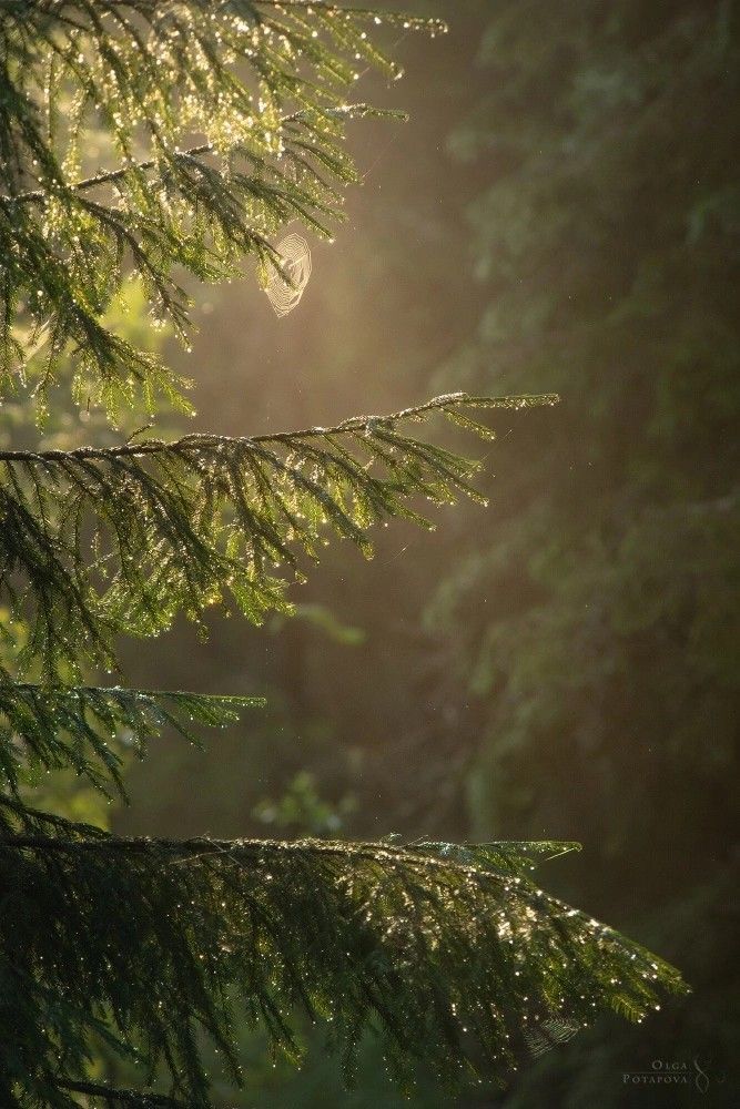 only aesthetic tweet media