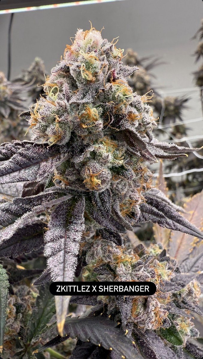 EurekaExotics's tweet photo. Zkittlez X Sherbanger 🔥 https://t.co/mxSIhdKGwy